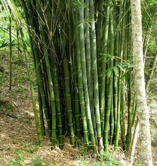 Gorgeous Glory Garden Live Real Desi Lucky Bamboo Bambusa Live Tree Plant For Gardening Area With Plastic Pot 3 Inch Size (B0D4Z7YK5C) Amazon Price History, Amazon Price Tracker