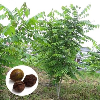 鬼クルミ苗木　大中小10本セット　山葡萄苗木 鬼クルミ苗木 大中小10本セット 山葡萄苗木 - メルカリ