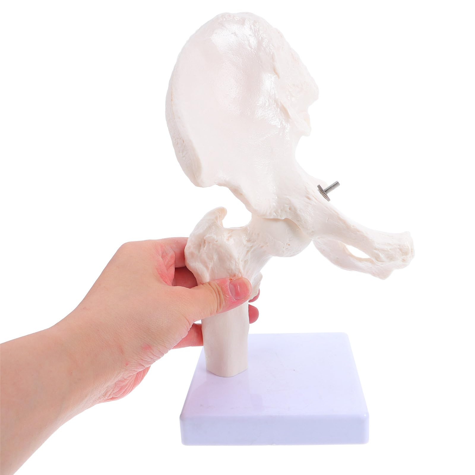 Modelo Anatómico de Esqueleto Humano de Cadera, Modelo de Anatomía para Estudiar, Herramienta Educativa Partes Desmontables para Enseñanza en Escuelas y Laboratorios, Material