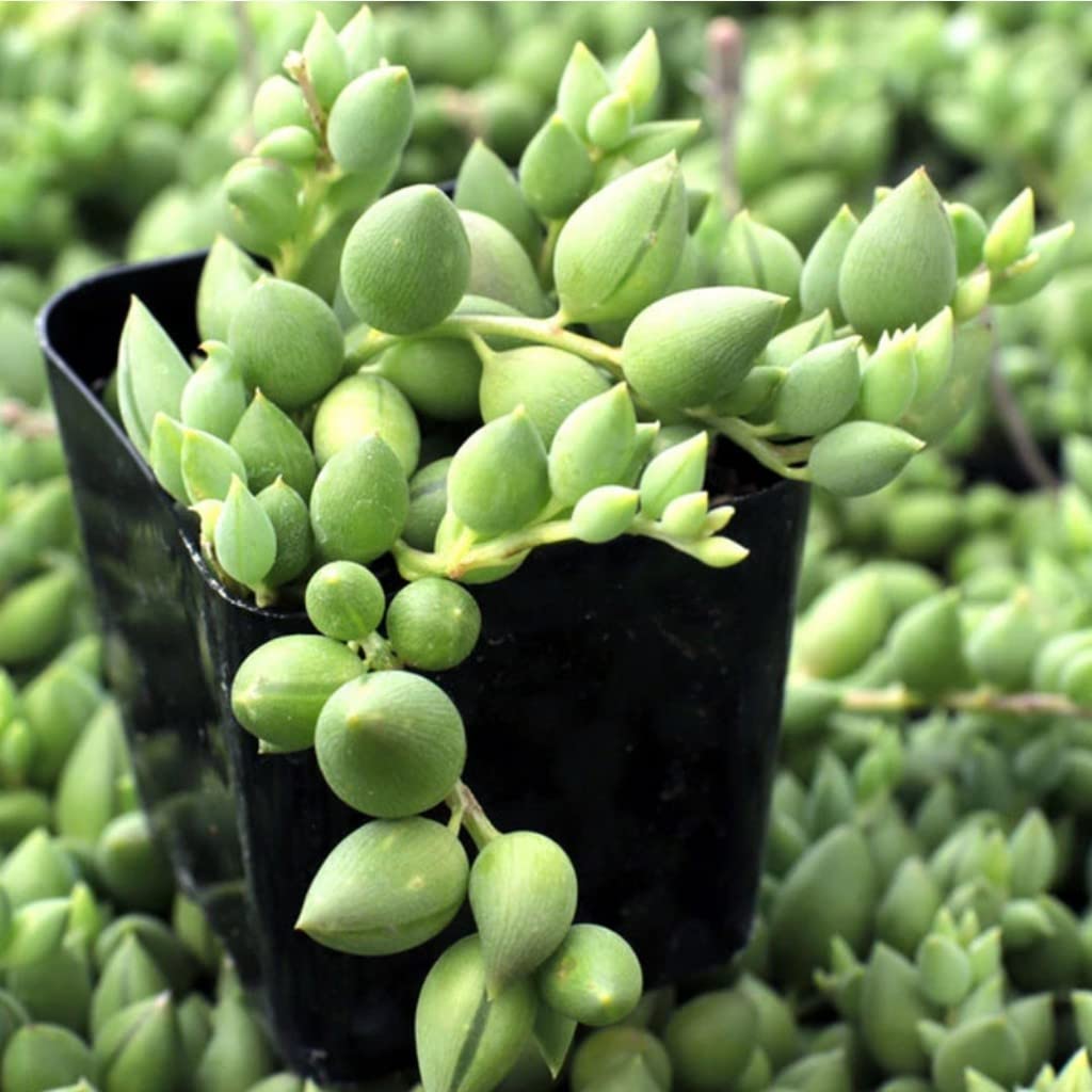 Creative Farmer String Of Tears (Senecio Herreianus) Of Small Succulent Indoor Plant With Plastic Pot (Healthy Live Plant) (B09SDBW772) Amazon Price History, Amazon Price Tracker
