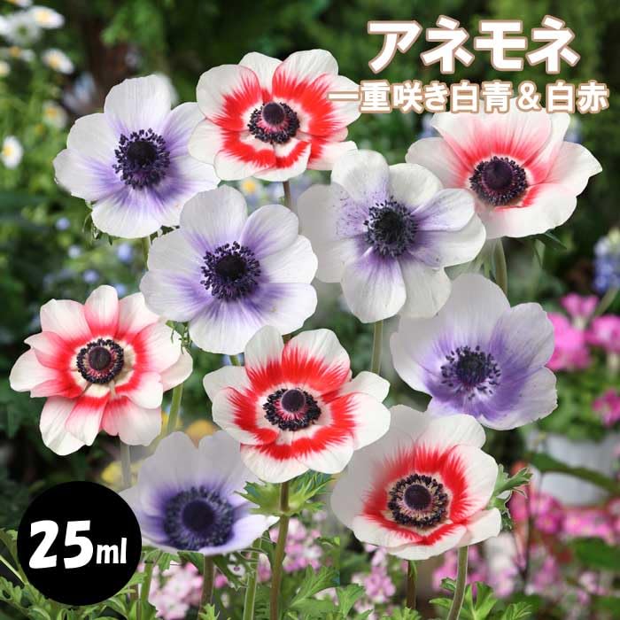 Amazon.co.jp: アネモネ 【 一重咲き 白青＆白赤 】 球根 25ml 秋植え