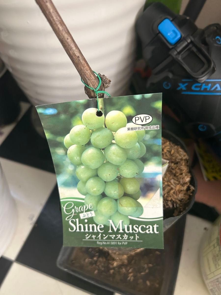 河内晩柑パール柑大苗木♪ レモンの横に ? ?^?-?^? ?^???^?*? 楽天市場