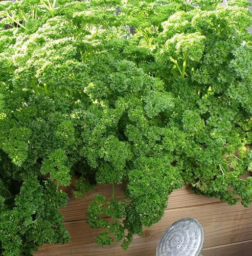 Carbeth Plants - Parsley Herb Plants - 3 x 9cm Pots - Moss Curled - Perfect for Culinary Use