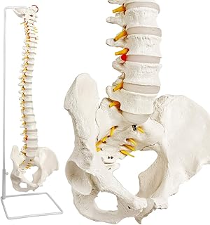 NEW HORIZON 2023 Upgrade Scientific Spine Model Anatomy, -34" Life Size Spinal Cord Model with Vertebrae, Nerves, Arteries, Lumbar Column, and Male Pelvis, Includes Stand (3 Year Warranty)