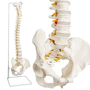 New-Horizon 2022 Upgrade Scientific Spine Model Anatomy, -34
