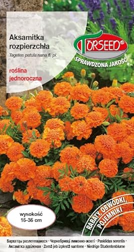 Verdica Petites graines de fleurs étudiantes Tagetes patula - Fleurs vivantes semi-doubles prospèrent dans n'importe quel sol, parfaites pour les parterres et les plantations en pot, idéales pour tous
