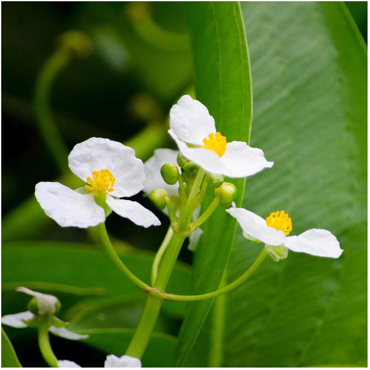 Everwilde Farms - 1/4 Lb Common Arrowhead Native Wildflower Seeds - Gold Vault