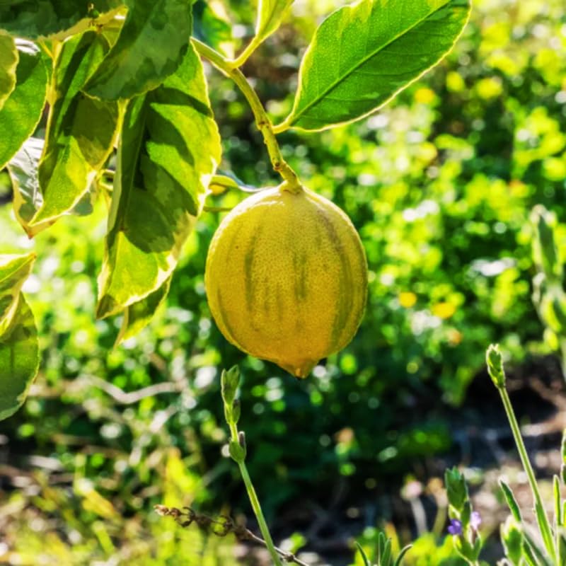 Amazon.com : Pink Lemon Tree Live Plant, Variegated Lemon Trees