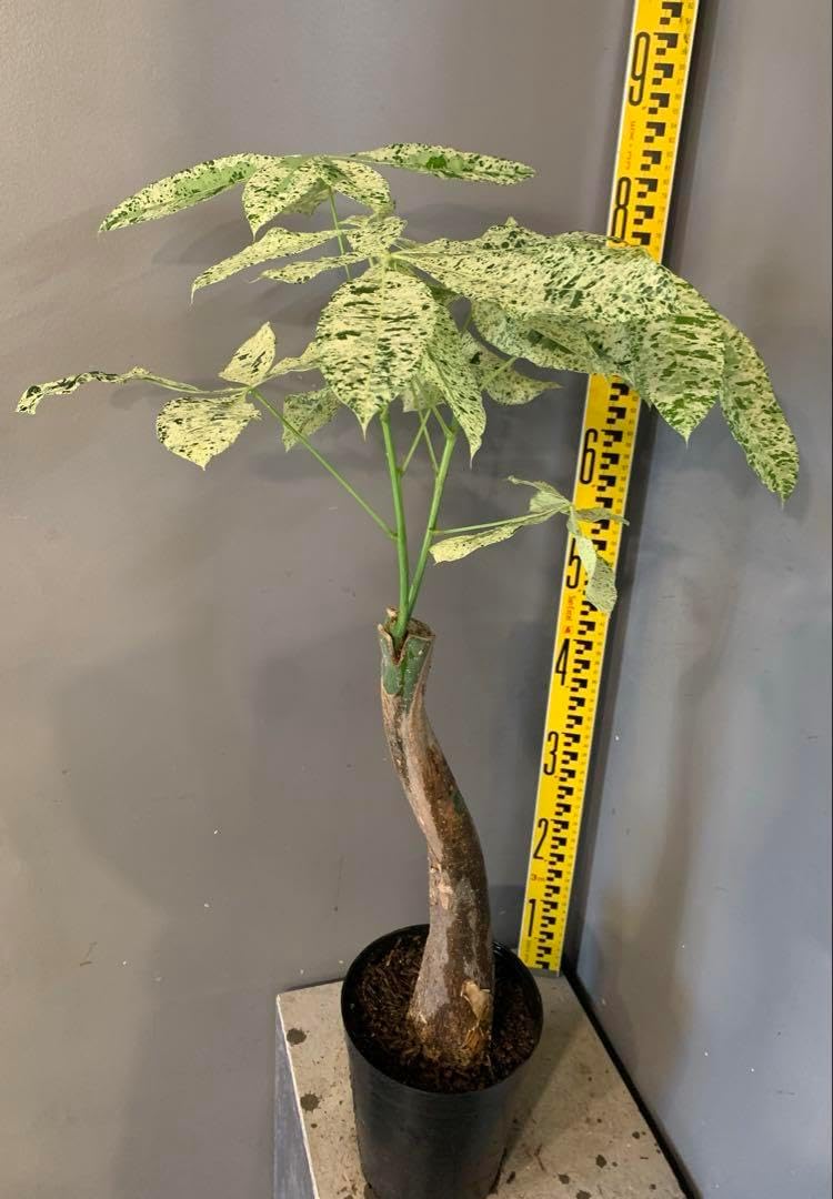 安心の生産者仕入れ】サボテン ブリンチュウ（武倫柱）ブリン柱 幹太長