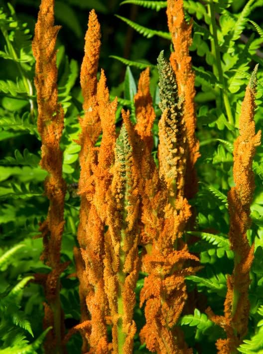 Miniatura 2 de 5 rizomas vivos de planta de helecho de canela para plantar cubierta de suelo, adorno de jardín perenne