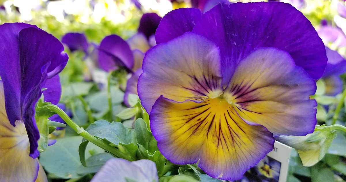 Viola flower_Pack of 25 seeds