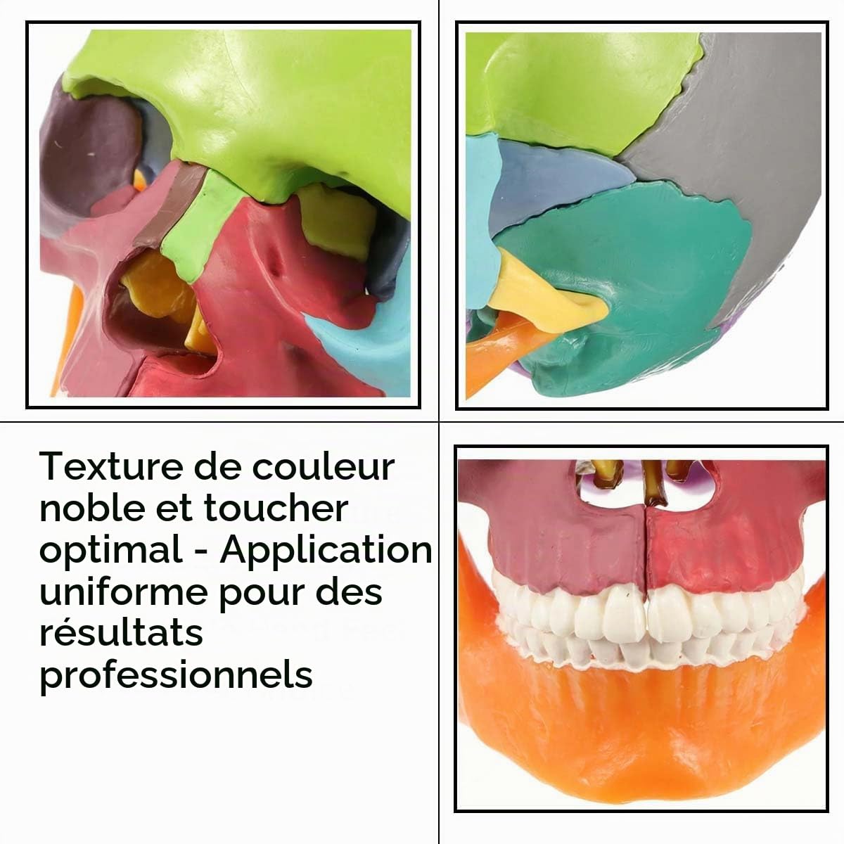 Mini crâne anatomique 15 pièces enseignement anatomie humaine