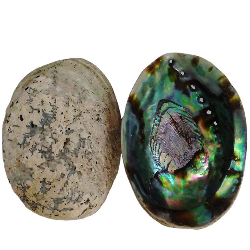 Abalone Shell Smudge Bowl Hand Selected Unpolished Natural 4.8-5.5 Inches Unpolished Natural Abalone Shell Crafts for Holding Incense