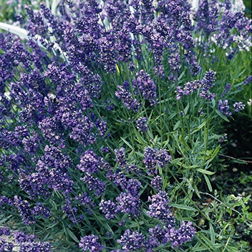 Kings Seeds - Lavender - Herb Lavender Munstead Dwarf Perennial - 200 Seeds