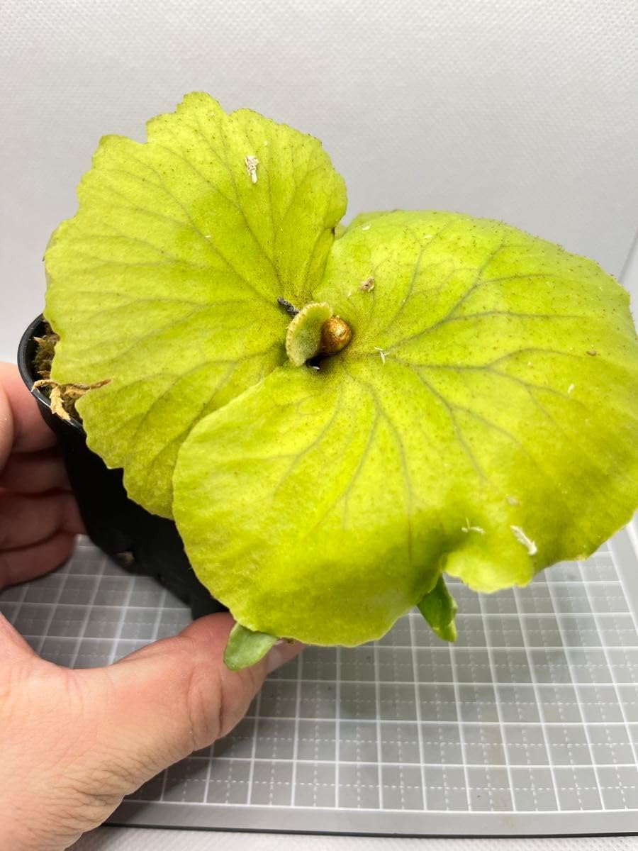 Amazon.co.jp: 週末セール品 ビカクシダMt. Kitshakood
