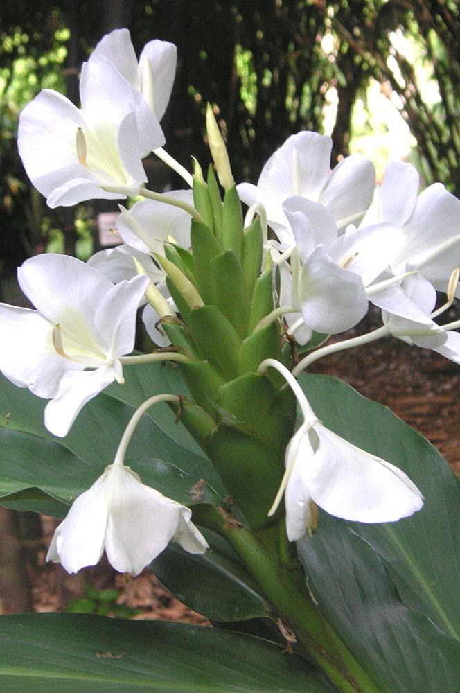 Hedychium/Ginger Lily Spring Flower Bulbs For Home Gardening Pack Of 3 Bulbs (White) Healthy And Fresh Flower Bulbs By LIVE GREEN (LG-SEEDS-250) (B0995HQP6P) Amazon Price History, Amazon Price Tracker