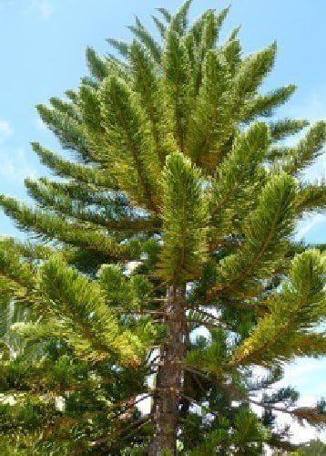 Tropica Room Norfolk Island Pine Auraucaria Heterophylla 5 Seeds Amazon Co Uk Garden Outdoors