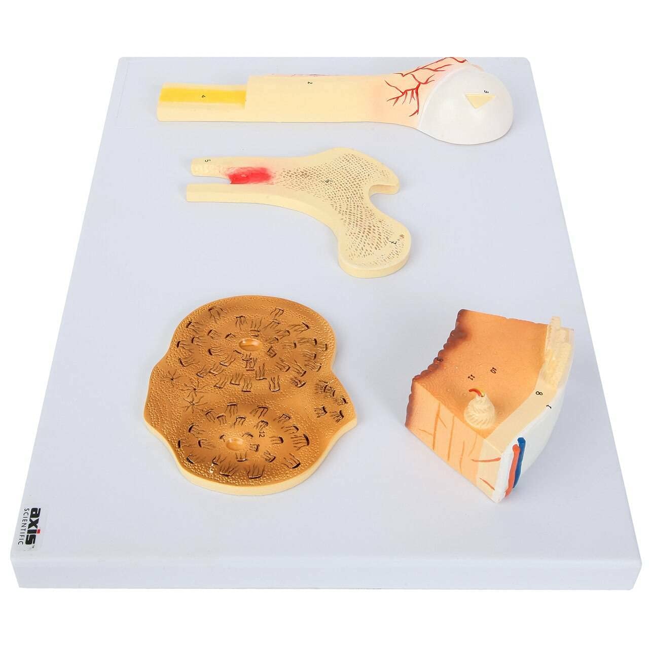 Axis Scientific Human Bone Microstructure with Long Bone Osteon - Includes Product Manual, Human Anatomy System Miniature, mini Figure, Demonstration Skill Educational Model