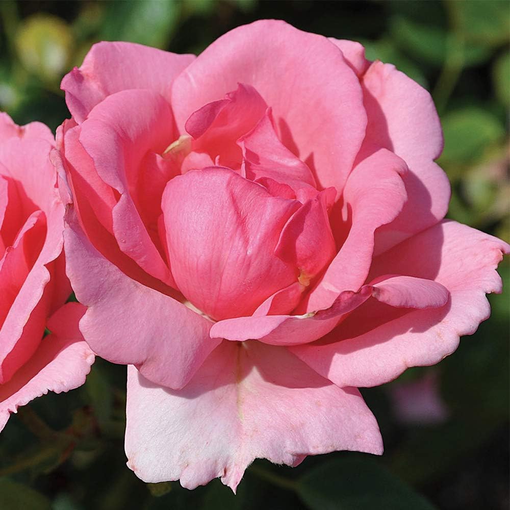 Heirloom Climbing Roses, Live Own Root Plant for Outdoor Garden, Colette®, Very Fragrant, Hardiness Zones 7-10, Repeat Blooming