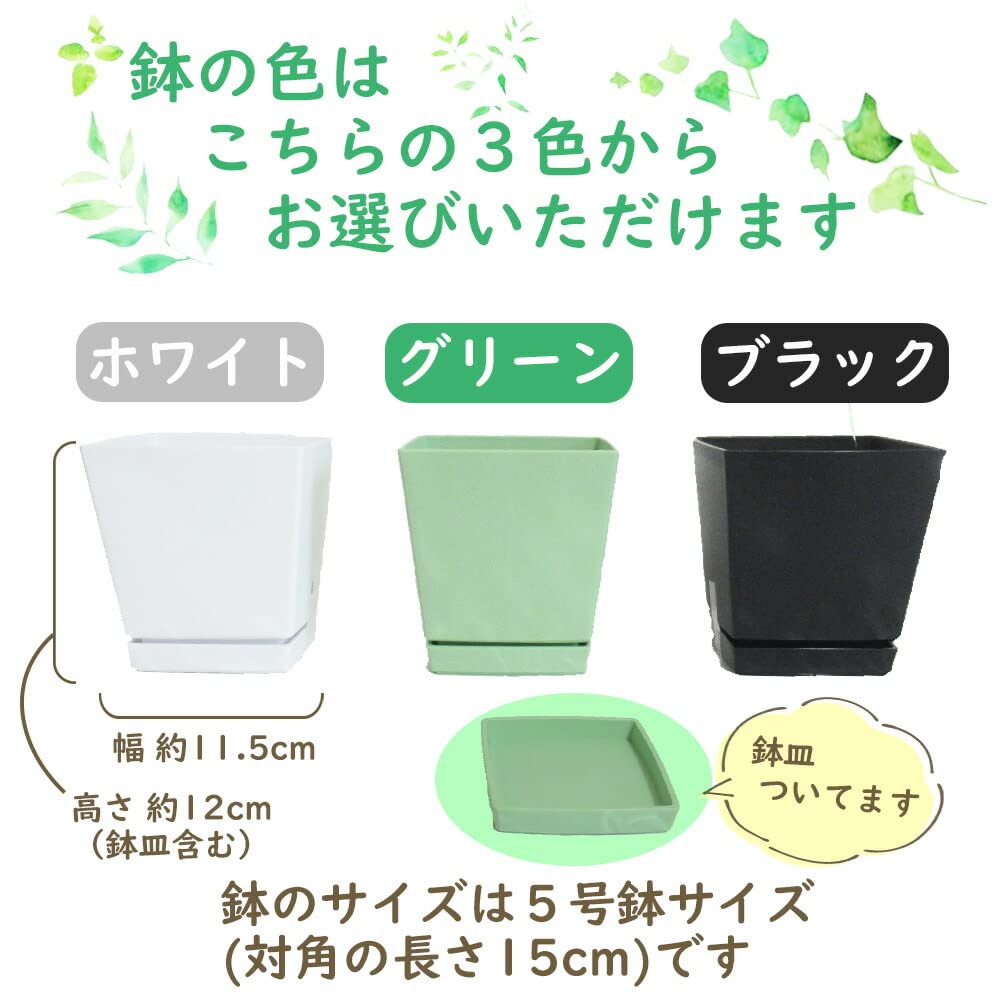 Amazon.co.jp: 富士園芸 イタリアンパセリ 鉢色『グリーン』 5号