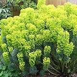 Euphorbia wulfenii - Mediterranean Spurge - Outdoor Garden Ready Plants for Planting - Ideal for Pots & Containers - Yellow Flowering Herbaceous Perennial Plant in Pot (2 Litre Pot, 30-50cm)