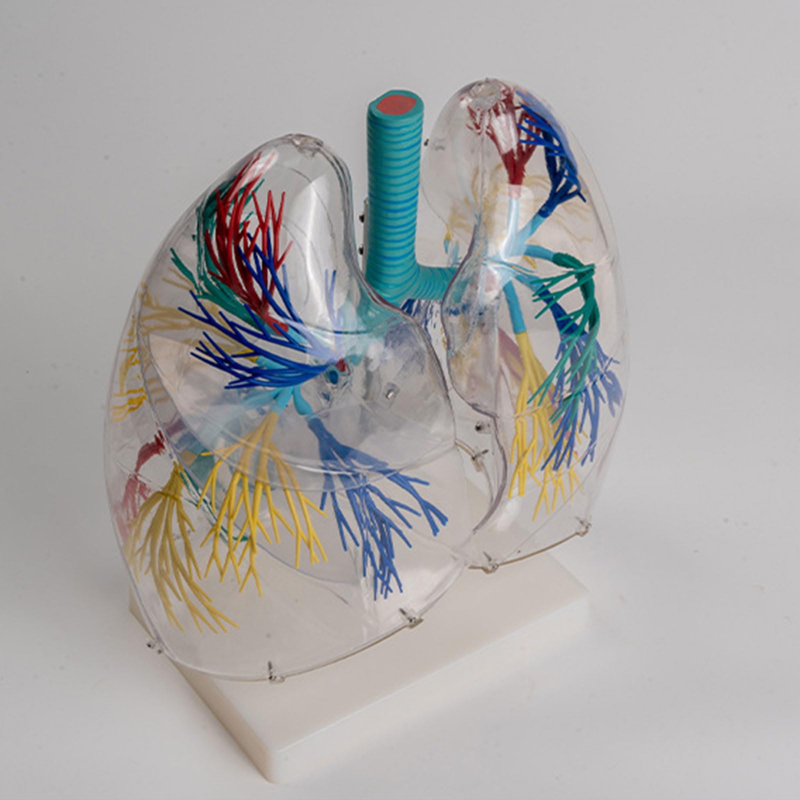 Xiaoxu Modèle Anatomique Transparent de poumons Humains ; Segments respiratoires et pulmonaires ; Anatomie pour l’enseignement médical ; système respiratoire