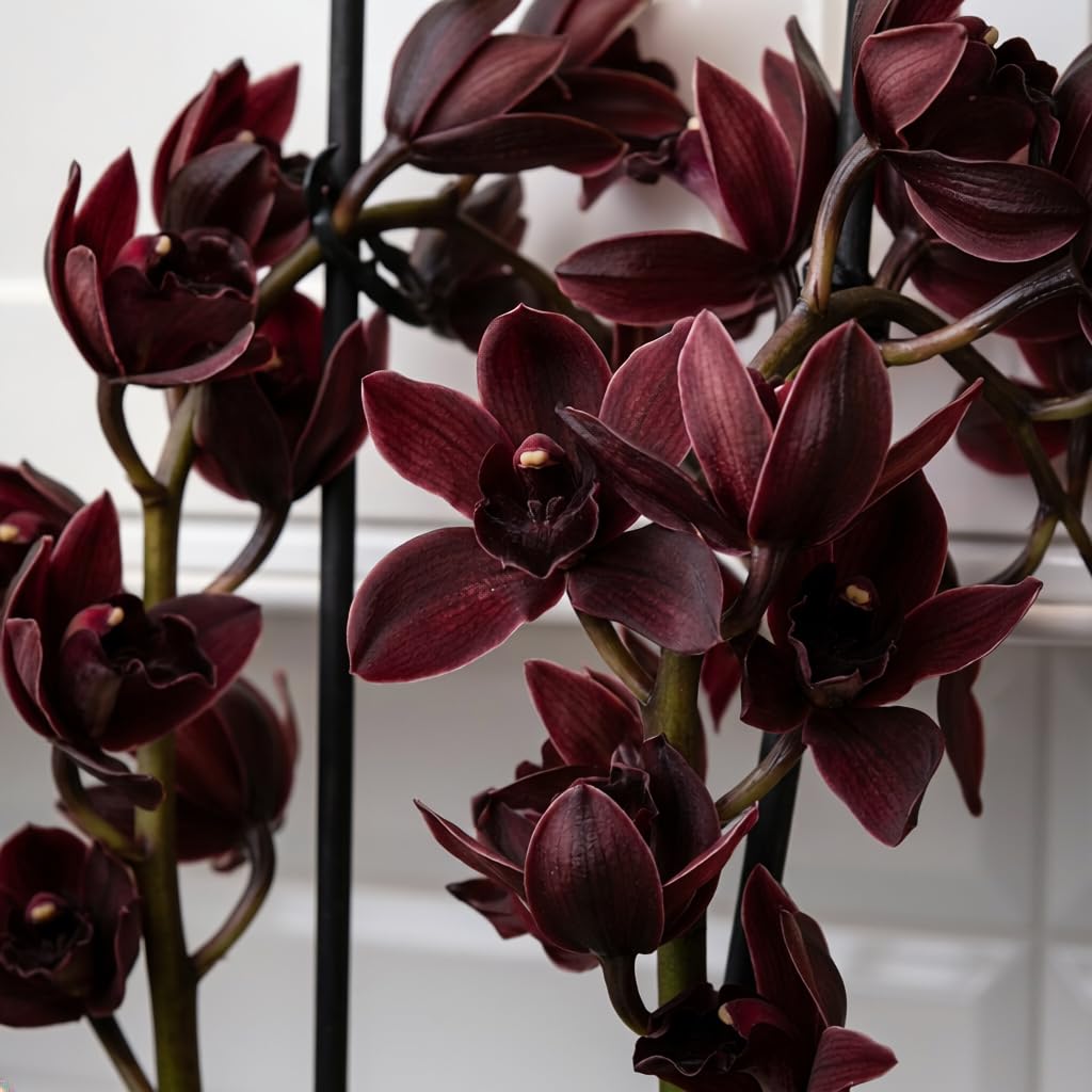Schwarz Cymbidium Cali Night Orchideen, 1 große Zimmerpflanzen aus Holland, 60-70 cm hoch, 14 cm Topf, mit Blüten (keine künstliche Orchidee, ohne Dünger und Topf, kein Samen und nicht winterhart)