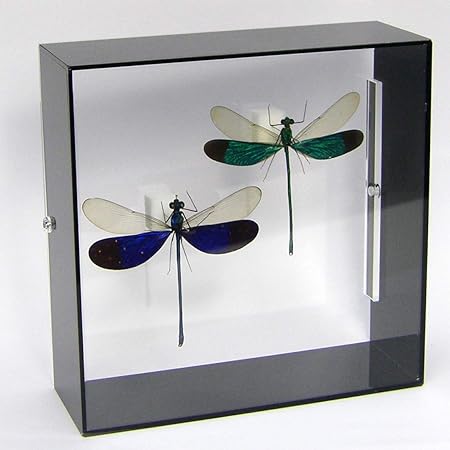 Amazon Co Jp 虫の標本 ケンランカワトンボ 2頭 アクリルフレーム 黒 ホーム キッチン