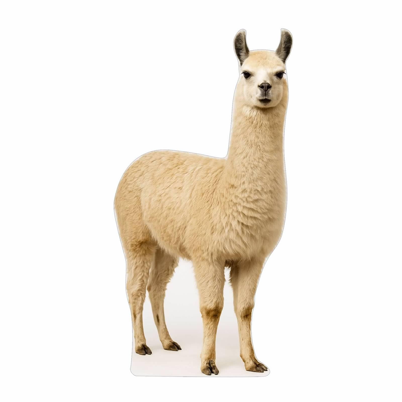 Alpaca 4FT Life Size Cardboard Cutout – A Fun Animal Standup for Photo Booths, Birthday Parties, and Events