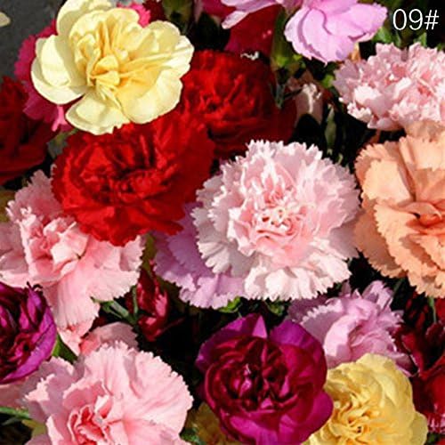WMFL 50pcs Carnation Seed Potted Plant Flower Seeds Four Seasons Easy To plant Perennial