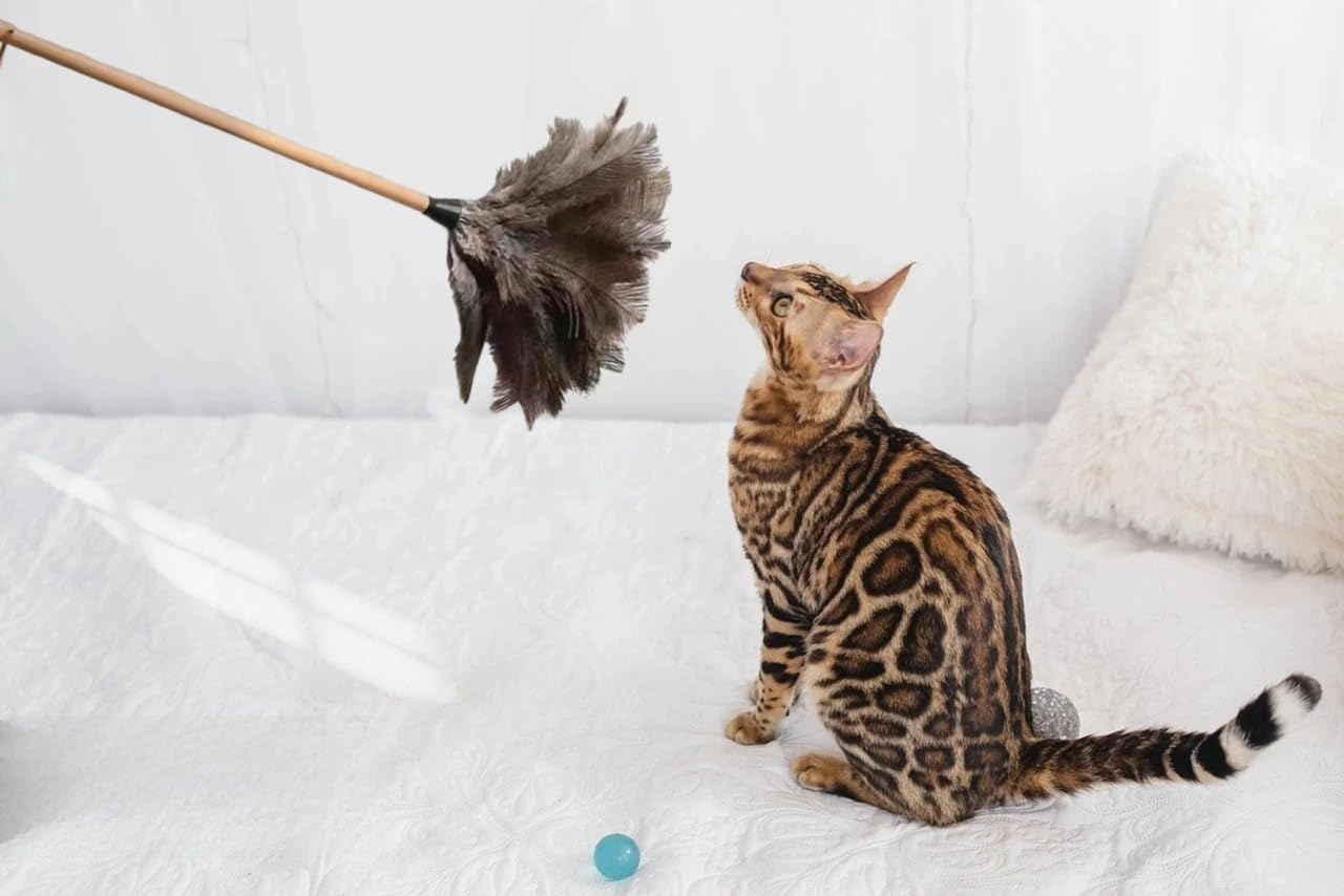 hongwei1952 Natural Ostrich Feather Cat Teaser Wand, 24 Inch Wooden Handle - Image 3