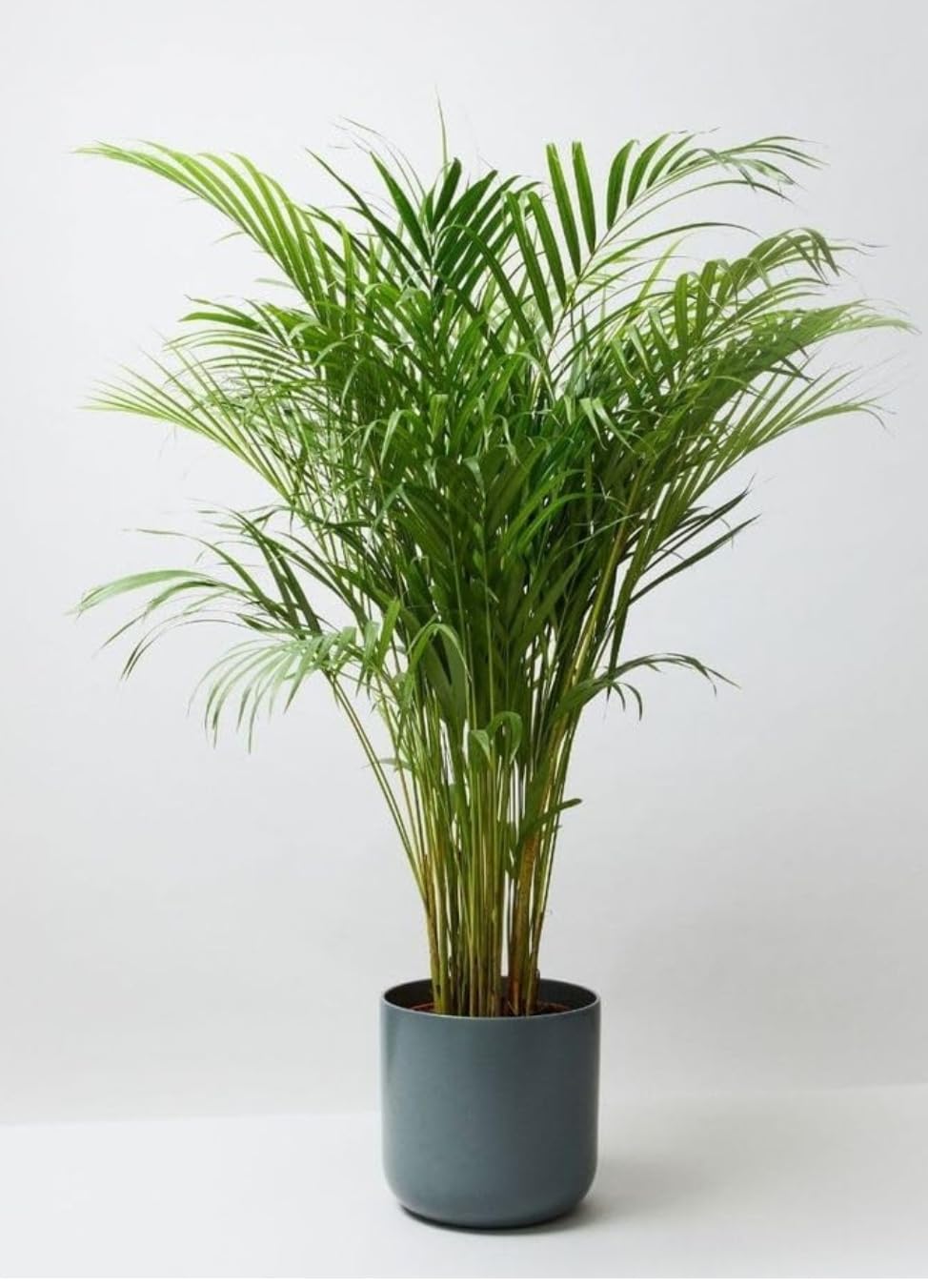 Live Areca Palm Indoor Plant with Gray Ceramic Planter, Air Purifying House Plant-image-21