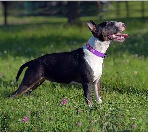 Miniatura 2 de Taglory Collares de perro personalizados, collar reflectante bordado con nombre y número de teléfono, ajustable, material de nailon, para perros