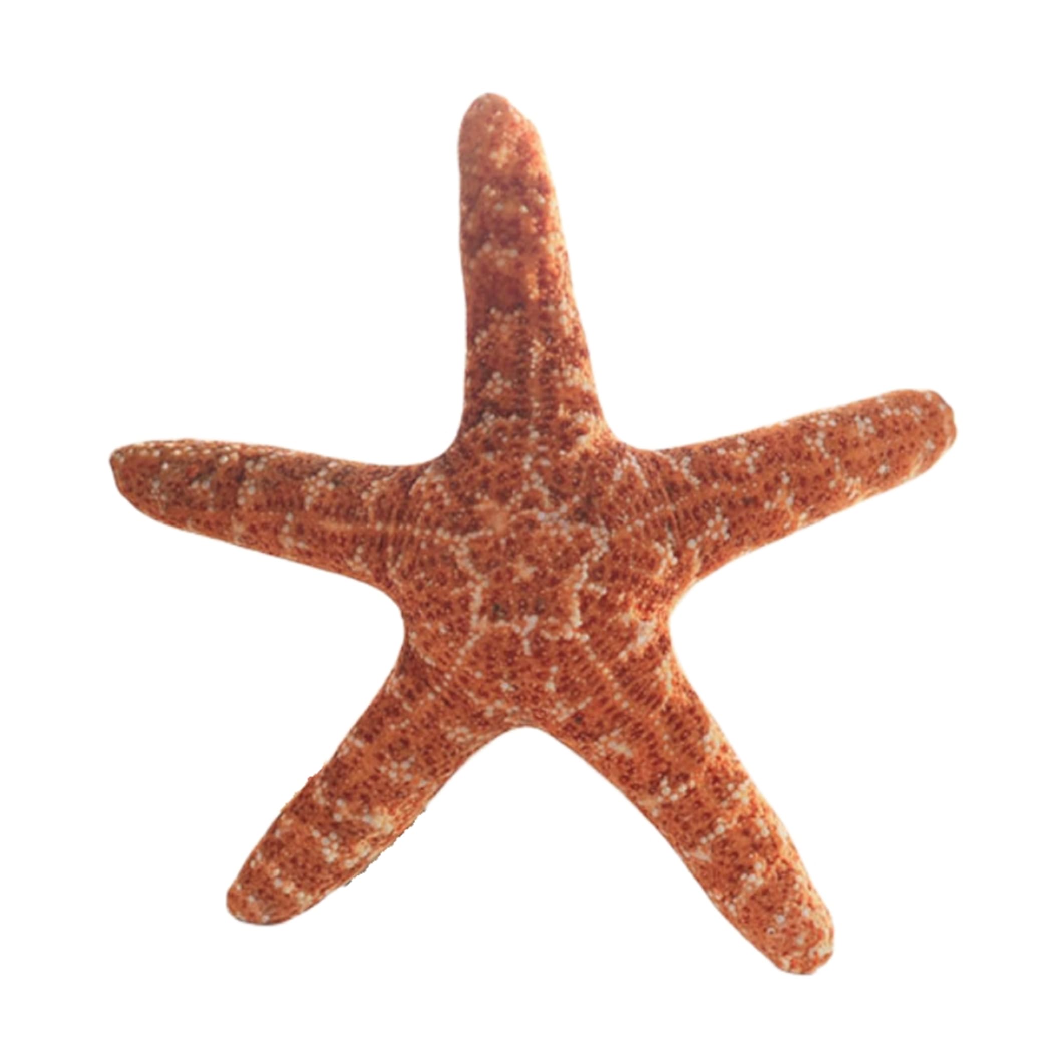 LICHENHAO Starfish Pillow Sofa Cushion Floor Pillow Car Cushion Pillows (Starfish, 40cm)