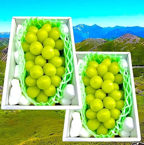 【アルプス山麓 最高級 シャインマスカット】長野産 超大粒 １房ｘ2箱 豪華ギフト化粧箱 糖度：20度前後（23度前後が過半数）生坂村の匠「野の香ぶどう園」【朝採り】手に取る方にあなたの「想い」と「感動」をお届け Most Qualified Shine Muscat in the Worldのサムネイル