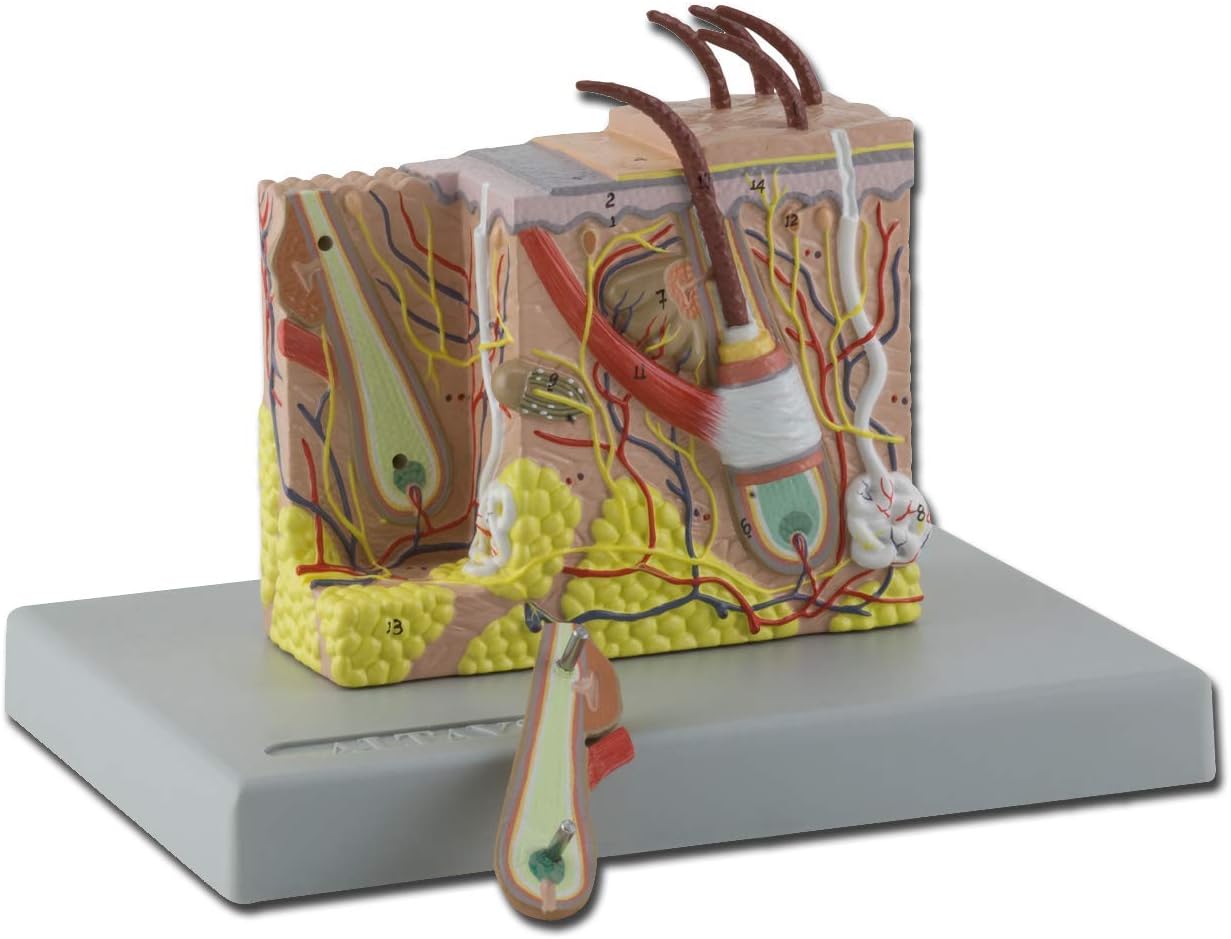 Gima - Anatomical Model of Human Skin, Sectioned, Highly Detailed, Tridimensional, Modular in 2 Parts, Magnification 30X