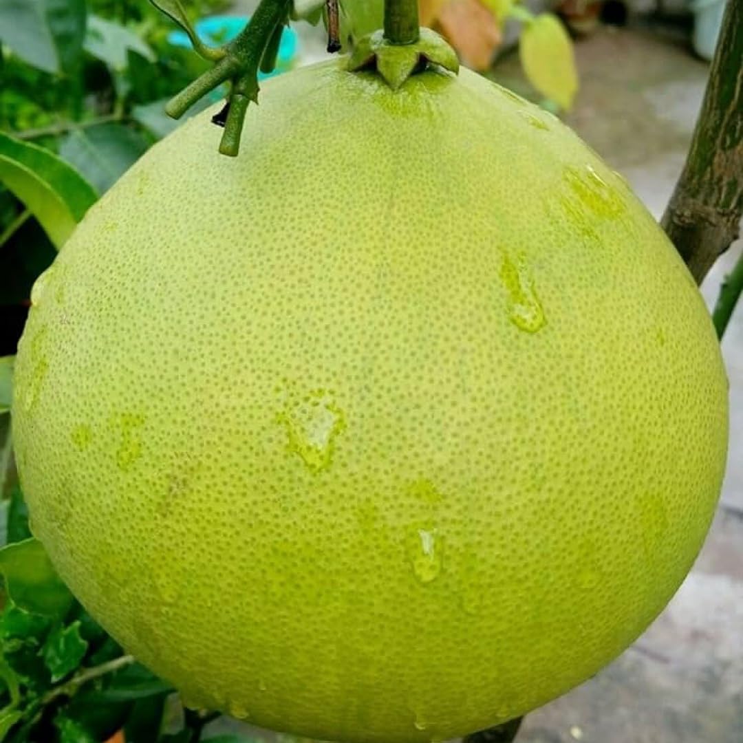 SANJU Fruit Trees Lemon Big Citrus Limon Chakotra Batabi Lebu Pomelo Grape Fruit Giant Wild Lime Lemon Plant