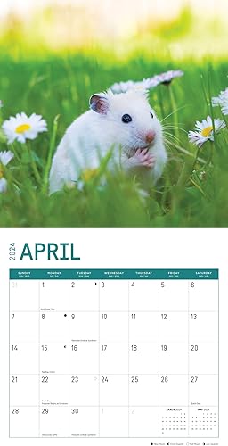 Miniatura 4 de Bright Day - Calendario mensual de pared de hámsters 2024, 12 x 12 pulgadas, bonito regalo de fotografía de naturaleza