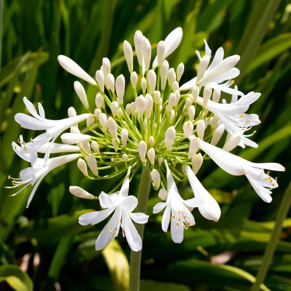 agapanto agapanthus - temprana de invierno 5bulbos