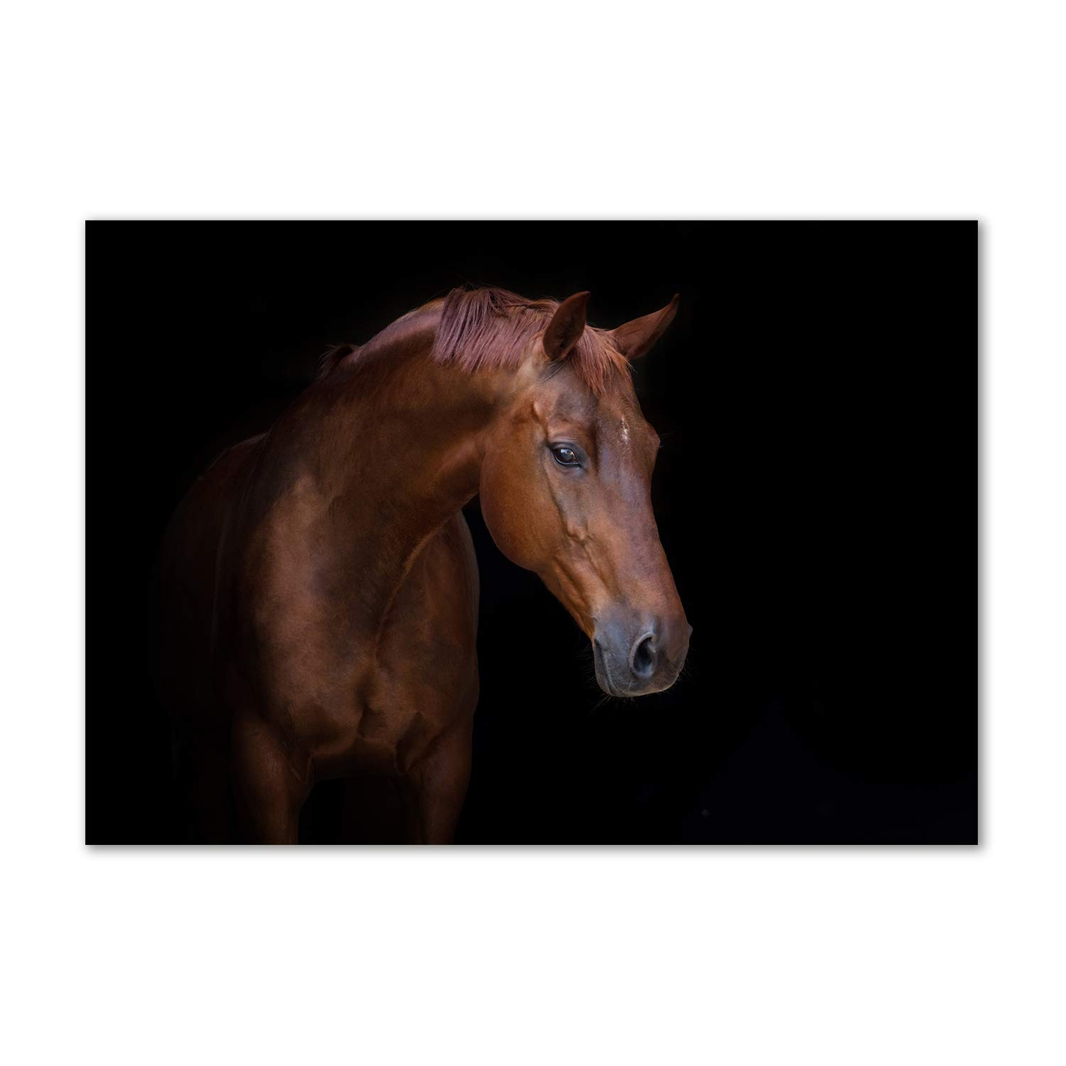 Image sur verre acrylique de caballo marrón pour sublimer votre déco de cuisine