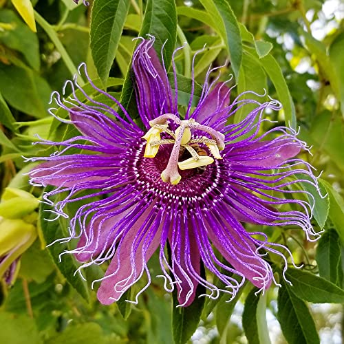 Passiflora Incarnata Seeds Purple Passion Flower Exotic Hardy Perennial Climber Edible Fence Garden Wall Trellis Outdoor 10Pcs Flower Seeds By Yegaol Garden #TOP1