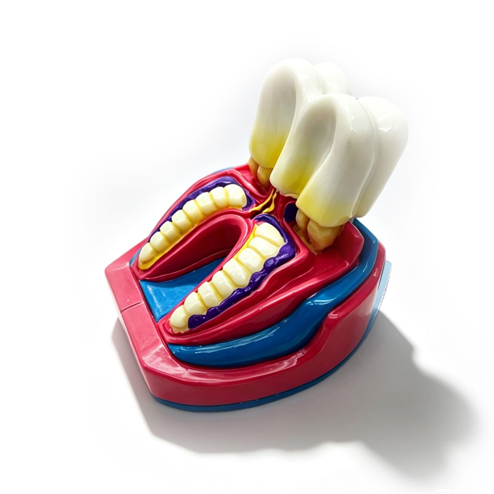 Ornamento da scrivania modello dentale, divertente decorazione artistica per studi dentistici, regalo unico per pensionamento, laurea o compleanno per uomini e donne, decorazione personalizzata per