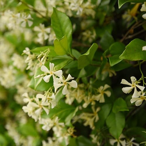 Miniatura 2 de Perfect Plants Planta viva de jazmín confederado, maceta de 1 galón, paquete de 2, incluye guía de cuidado