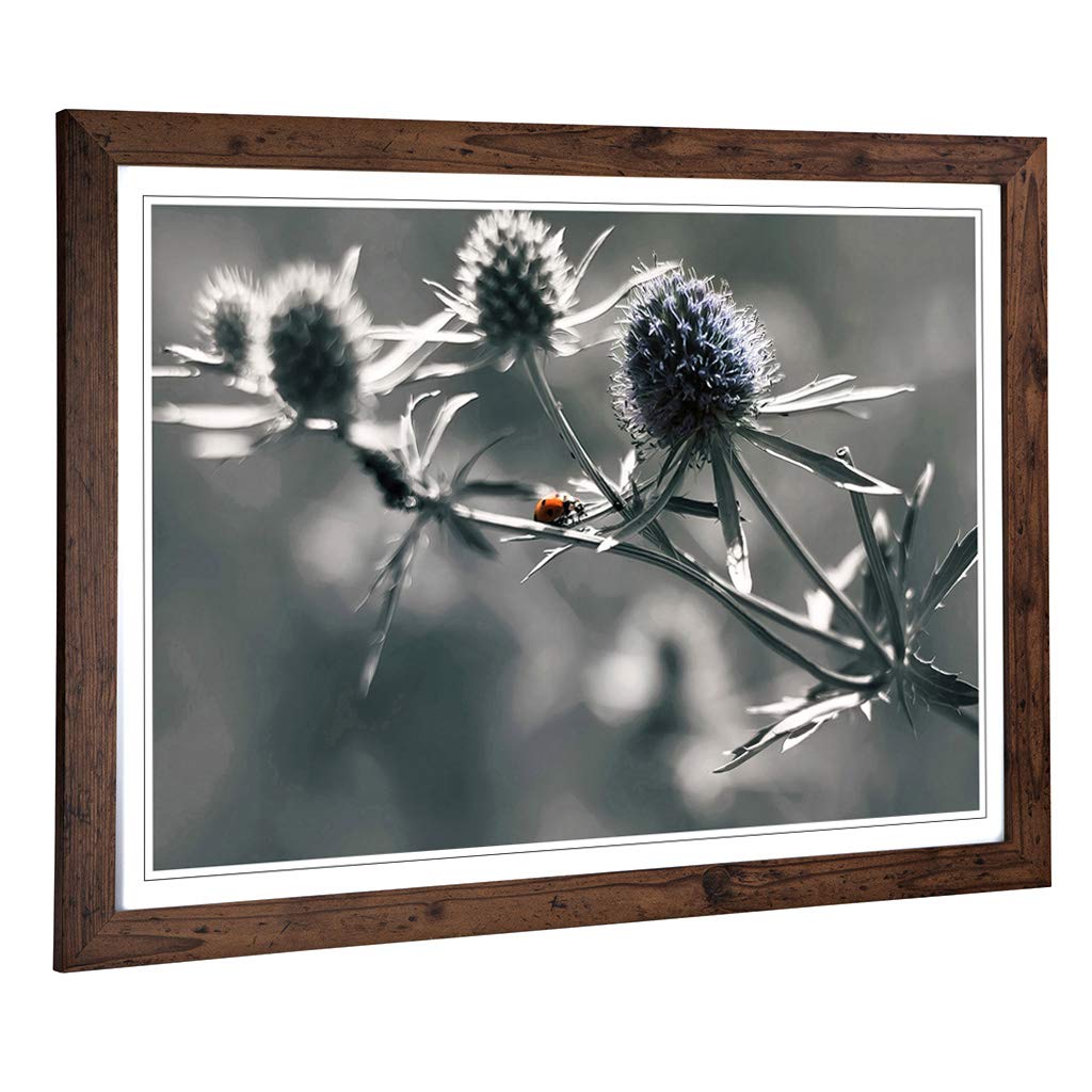 Big Box Art Framed Print of Ladybird Thistle Flower Design | Wall Art Picture | Home Decor for Kitchen, Living, Dining Room, Bedroom, Hallway, Office, Walnut, A2 / 24.5x18 Inch / 62x45cm