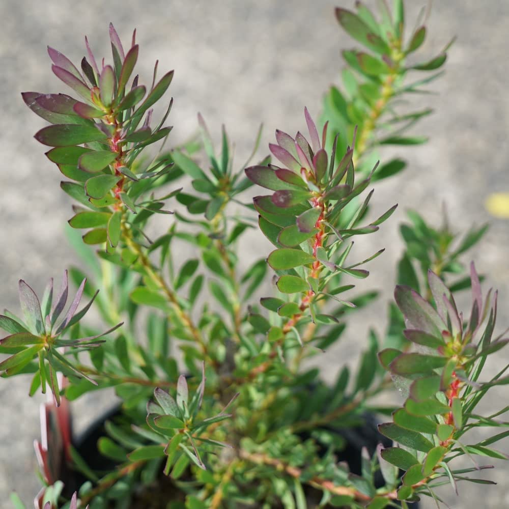 Amazon.co.jp: リューカデンドロン デビルズブラッシュ 鉢植え : DIY