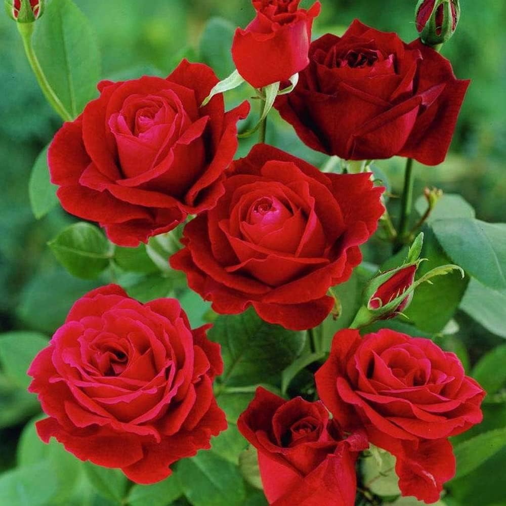 Bryncir Garden Centre Garden Roses, Vibrant Colourful Perennial Shrub. (Mina (red polyantha))