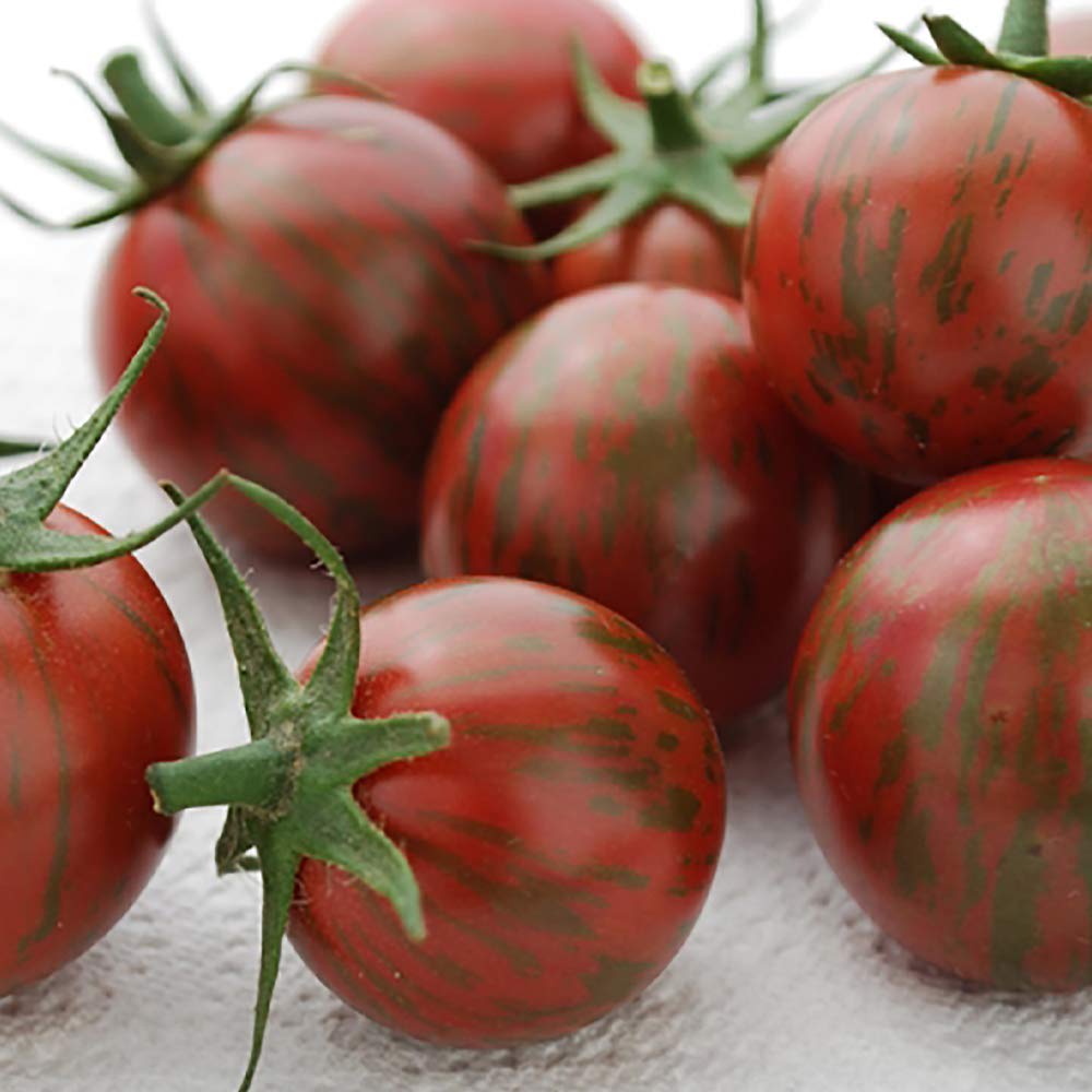 Amazon.co.jp: ITANSE 極甘カラフルゼブラミニトマト メイク