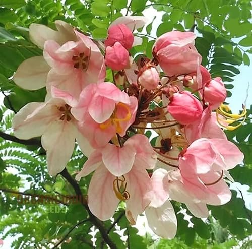 Miniatura 2 de 25 semillas de árbol de lluvia rosa, Cassia Bakeriana, árbol de ducha arcoíris de flor de manzana