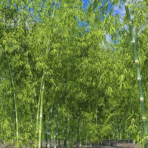 semi di bambù resistenti, in vaso esotiche da balcone resistenti interno, perenni per giardino vecchie varietà 550pcs