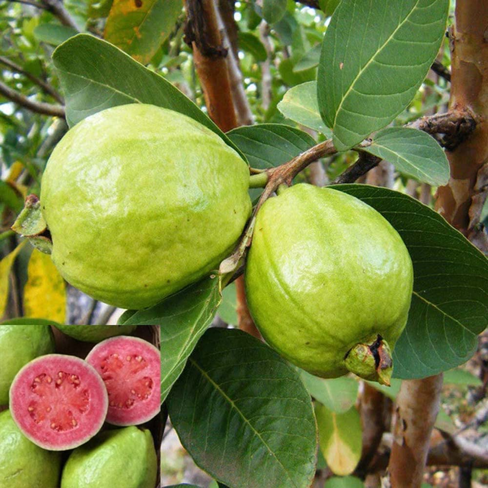 See full amazon price history chart for IXORA Guava Pink Lalit Lalitha Amrood Variety Fruit (Air Layering/Grafted) Live Plants & Tree(1.5-3 Feet Size) IXORA Guava Pink Lalit Lalitha Amrood Variety Fruit (Air Layering/Grafted) Live Plants & Tree(1.5-3 Feet Size) (B0BM9JD93F) Amazon Price History, Amazon Price Tracker